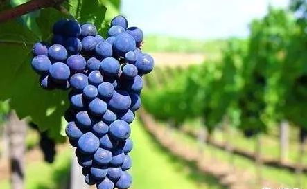 全球升溫，或將影響葡萄酒口感