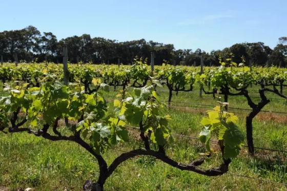 全球升溫，或將影響葡萄酒口感